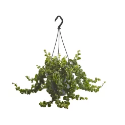 Castorama Aeschynanthus « Rasta », Pot Suspendu, 15cm