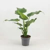 Castorama Alocasia Mix 21cm -Terreau, gazon, traitement, végétal, semence Soldes Boutique alocasia mix 21cm5059340224923 01c FR CF