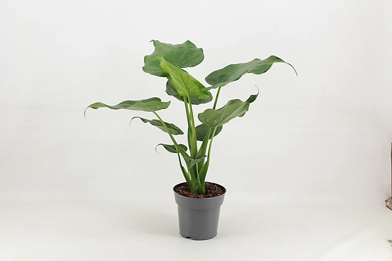 Castorama Alocasia Mix 21cm 3 Castorama Alocasia Mix 21cm