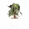 Castorama Alocasia Polly 17cm Avec Cache Pot Blanc 1 Castorama Alocasia Polly 17cm Avec Cache Pot Blanc -Terreau, gazon, traitement, végétal, semence Soldes Boutique alocasia polly 17cm avec cache pot blanc8720053842205 01c FR CF