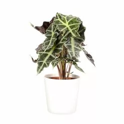 Castorama Alocasia Polly 17cm Avec Cache Pot Blanc