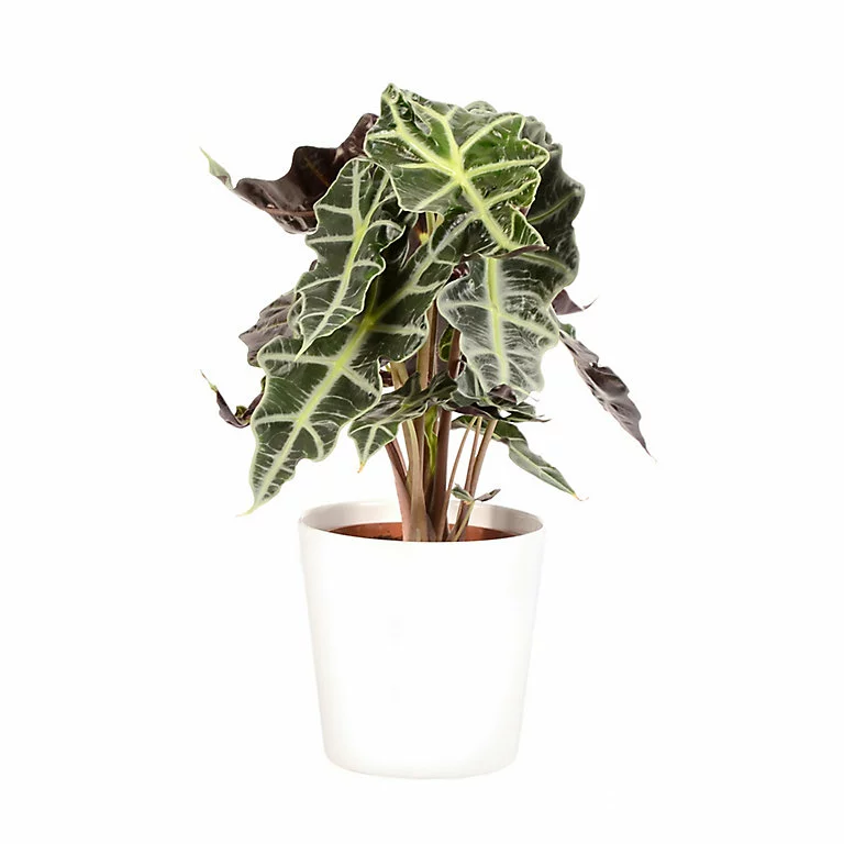 Castorama Alocasia Polly 17cm Avec Cache Pot Blanc 3 Castorama Alocasia Polly 17cm Avec Cache Pot Blanc