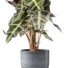 Castorama Alocasia Polly 17cm Avec Cache Pot Rayures Grises 1 Castorama Alocasia Polly 17cm Avec Cache Pot Rayures Grises -Terreau, gazon, traitement, végétal, semence Soldes Boutique alocasia polly 17cm avec cache pot rayures grises8720053842229 01c FR CF