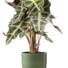 Castorama Alocasia Polly 17cm Avec Cache Pot Rayures Vertes -Terreau, gazon, traitement, végétal, semence Soldes Boutique alocasia polly 17cm avec cache pot rayures vertes8720053842212 01c FR CF