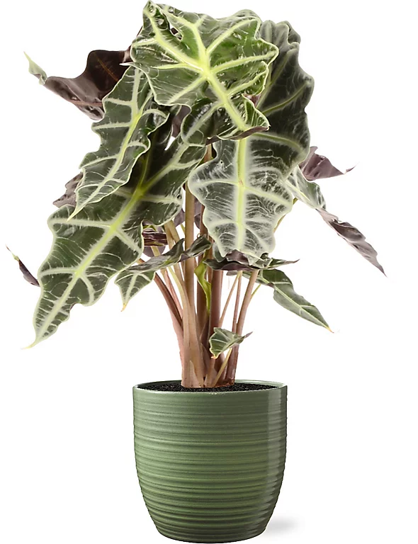 Castorama Alocasia Polly 17cm Avec Cache Pot Rayures Vertes 3 Castorama Alocasia Polly 17cm Avec Cache Pot Rayures Vertes