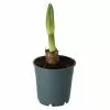 Castorama Amaryllis Avec Pot 12 Cm -Terreau, gazon, traitement, végétal, semence Soldes Boutique amaryllis avec pot 12 cm5059340138541 02c