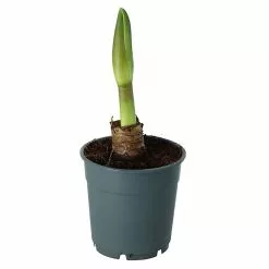 Castorama Amaryllis Avec Pot 12 Cm