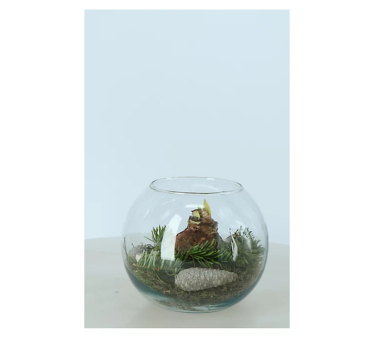 Castorama Amaryllis En Bocal 20 Cm 3 Castorama Amaryllis En Bocal 20 Cm