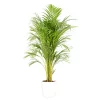 Castorama Areca Dypsis 21cm Avec Cache Pot Blanc -Terreau, gazon, traitement, végétal, semence Soldes Boutique areca dypsis 21cm avec cache pot blanc8720053841451 01c FR CF