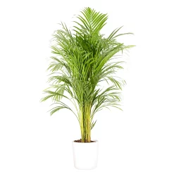 Castorama Areca Dypsis 21cm Avec Cache Pot Blanc