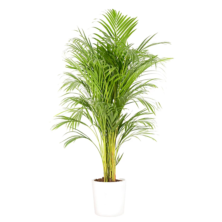 Castorama Areca Dypsis 21cm Avec Cache Pot Blanc 3 Castorama Areca Dypsis 21cm Avec Cache Pot Blanc