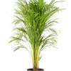 Castorama Areca Dypsis 21cm Avec Cache Pot Pierre 2 Castorama Areca Dypsis 21cm Avec Cache Pot Pierre -Terreau, gazon, traitement, végétal, semence Soldes Boutique areca dypsis 21cm avec cache pot pierre8720053841482 01c FR CF