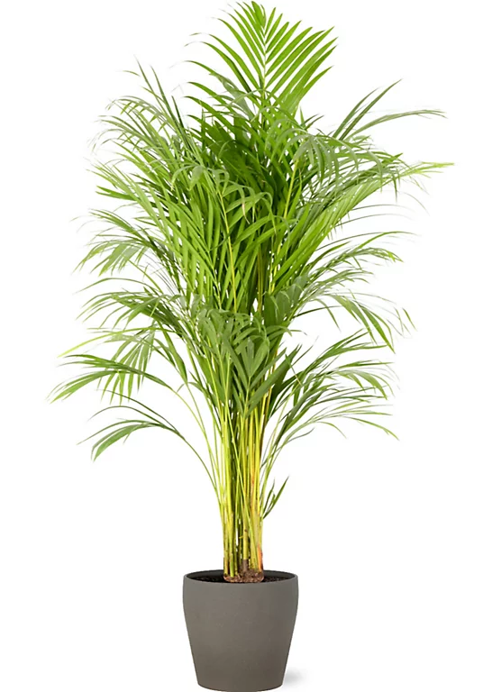 Castorama Areca Dypsis 21cm Avec Cache Pot Pierre 3 Castorama Areca Dypsis 21cm Avec Cache Pot Pierre