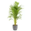 Castorama Areca Dypsis 21cm Avec Cache Pot Rayures Grises -Terreau, gazon, traitement, végétal, semence Soldes Boutique areca dypsis 21cm avec cache pot rayures grises8720053841475 01c FR CF