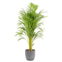 Castorama Areca Dypsis 21cm Avec Cache Pot Rayures Grises