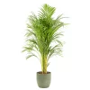 Castorama Areca Dypsis 21cm Avec Cache Pot Rayures Vertes 2 Castorama Areca Dypsis 21cm Avec Cache Pot Rayures Vertes -Terreau, gazon, traitement, végétal, semence Soldes Boutique areca dypsis 21cm avec cache pot rayures vertes8720053841468 01c FR CF