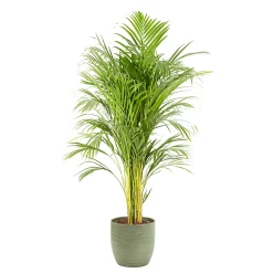 Castorama Areca Dypsis 21cm Avec Cache Pot Rayures Vertes
