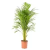 Castorama Areca Dypsis 21cm 1 Castorama Areca Dypsis 21cm -Terreau, gazon, traitement, végétal, semence Soldes Boutique areca dypsis 21cm8720053841444 01c FR CF