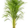 Castorama Areca Dypsis 24cm -Terreau, gazon, traitement, végétal, semence Soldes Boutique areca dypsis 24cm8720053842106 01c FR CF