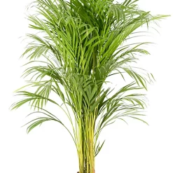 Castorama Areca Dypsis 24cm