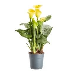 Castorama Arum D'Éthiopie, Assortiment, 12cm