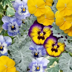 Castorama Assortiment De Plantes Pour Patio 6 X 10,5 Cm