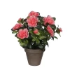 Castorama Azalea Pêche Artificiel 20 X H.27 Cm En Pot Stan Gris ø11,5 Cm -Terreau, gazon, traitement, végétal, semence Soldes Boutique azalea peche artificiel 20 x h 27 cm en pot stan gris 11 5 cm8712799859203 01c FR CF