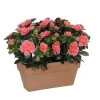 Castorama Azalea Pêche Artificiel 29 X 13 X H.27 Cm En Jardinière -Terreau, gazon, traitement, végétal, semence Soldes Boutique azalea peche artificiel 29 x 13 x h 27 cm en jardiniere8712799859241 01c FR CF