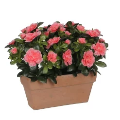 Castorama Azalea Pêche Artificiel 29 X 13 X H.27 Cm En Jardinière