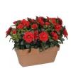 Castorama Azalea Rouge Artificiel 29 X 13 X H.27 Cm En Jardinière 1 Castorama Azalea Rouge Artificiel 29 X 13 X H.27 Cm En Jardinière -Terreau, gazon, traitement, végétal, semence Soldes Boutique azalea rouge artificiel 29 x 13 x h 27 cm en jardiniere8712799859258 01c FR CF