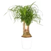 Castorama Beaucarnea 21cm Avec Cache Pot Blanc 1 Castorama Beaucarnea 21cm Avec Cache Pot Blanc -Terreau, gazon, traitement, végétal, semence Soldes Boutique beaucarnea 21cm avec cache pot blanc8720053841604 01c FR CF