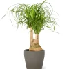 Castorama Beaucarnea 21cm Avec Cache Pot Pierre