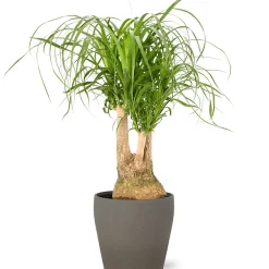 Castorama Beaucarnea 21cm Avec Cache Pot Pierre