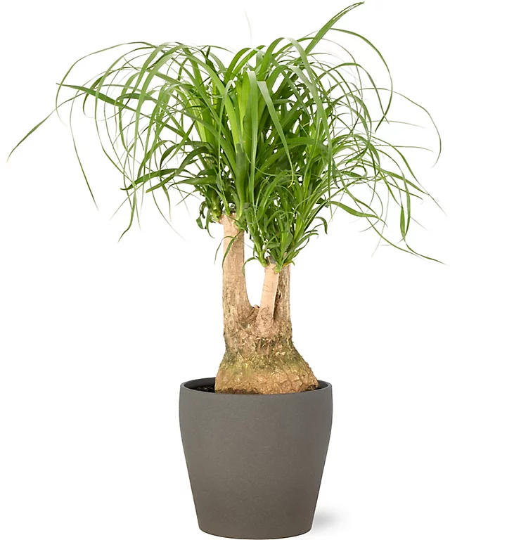 Castorama Beaucarnea 21cm Avec Cache Pot Pierre 3 Castorama Beaucarnea 21cm Avec Cache Pot Pierre