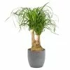 Castorama Beaucarnea 21cm Avec Cache Pot Rayures Grises -Terreau, gazon, traitement, végétal, semence Soldes Boutique beaucarnea 21cm avec cache pot rayures grises8720053841628 01c FR CF