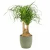 Castorama Beaucarnea 21cm Avec Cache Pot Rayures Vertes -Terreau, gazon, traitement, végétal, semence Soldes Boutique beaucarnea 21cm avec cache pot rayures vertes8720053841611 01c FR CF