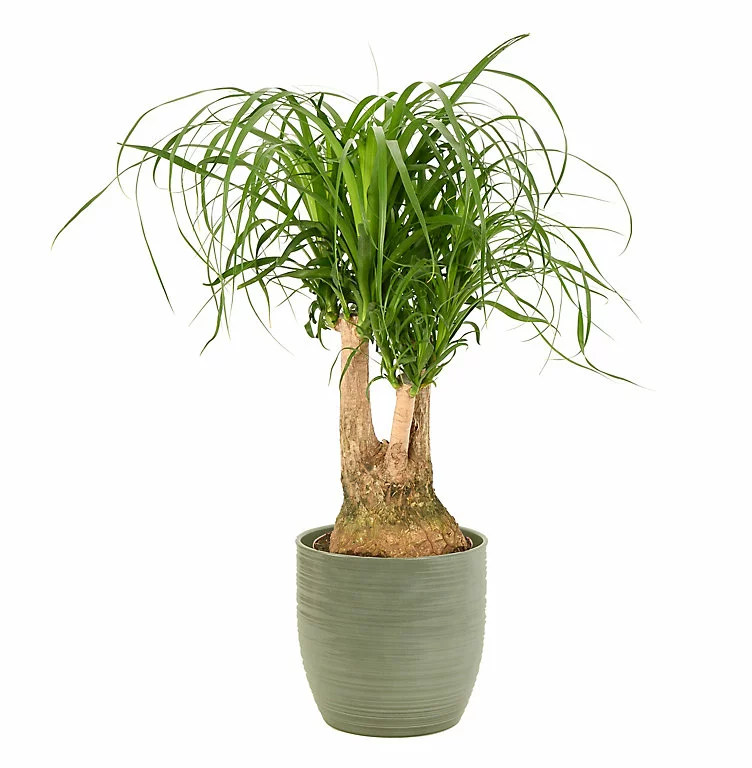 Castorama Beaucarnea 21cm Avec Cache Pot Rayures Vertes 3 Castorama Beaucarnea 21cm Avec Cache Pot Rayures Vertes