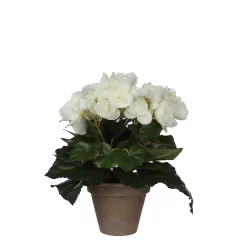 Castorama Begonia Blanc Artificiel ø20 X H.25 Cm En Pot Stan Gris ø9 Cm