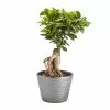 Castorama Bonsaï Ficus Ginseng 17cm 2 Castorama Bonsaï Ficus Ginseng 17cm -Terreau, gazon, traitement, végétal, semence Soldes Boutique bonsai ficus ginseng 17cm5059340052243 01c