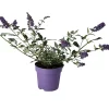 Castorama Buddleia Buzz, Pot 5L 2 Castorama Buddleia Buzz, Pot 5L -Terreau, gazon, traitement, végétal, semence Soldes Boutique buddleia buzz pot 5l5059340083391 02c