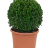 Castorama Buis Boule 40cm -Terreau, gazon, traitement, végétal, semence Soldes Boutique buis boule 40cm5059340083643 02c