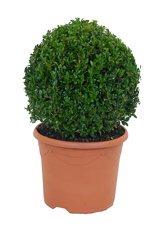 Castorama Buis Boule 40cm 3 Castorama Buis Boule 40cm