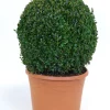 Castorama Buis Boule H.45 Cm -Terreau, gazon, traitement, végétal, semence Soldes Boutique buis boule h 45 cm8719194205062 00c FR CF