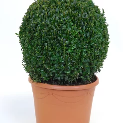 Castorama Buis Boule H.45 Cm