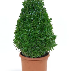 Castorama Buis Pyramide H.65 Cm