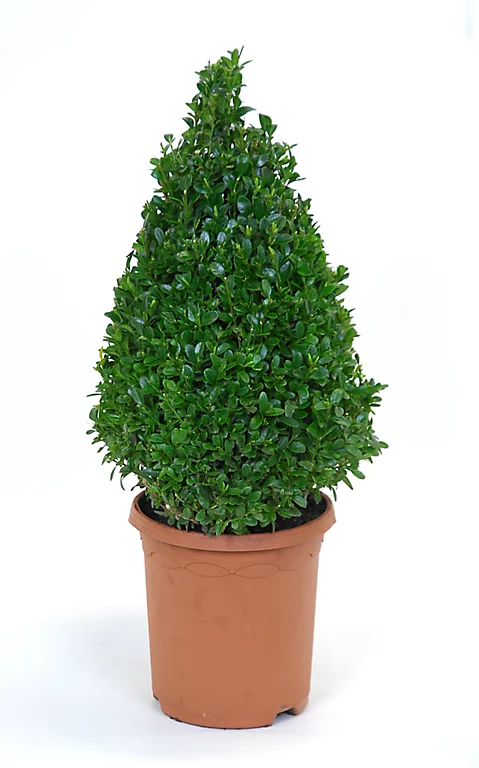 Castorama Buis Pyramide H.65 Cm 3 Castorama Buis Pyramide H.65 Cm