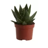 Castorama Cactus Aloe Nain 12cm 1 Castorama Cactus Aloe Nain 12cm -Terreau, gazon, traitement, végétal, semence Soldes Boutique cactus aloe nain 12cm3663602464631 02c