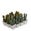 Castorama Cactus Artificiel En Pot Vert 3 Assorti ø7 X H.14 Cm 2 Castorama Cactus Artificiel En Pot Vert 3 Assorti ø7 X H.14 Cm -Terreau, gazon, traitement, végétal, semence Soldes Boutique cactus artificiel en pot vert 3 assorti 7 x h 14 cm8718861088953 01c FR CF