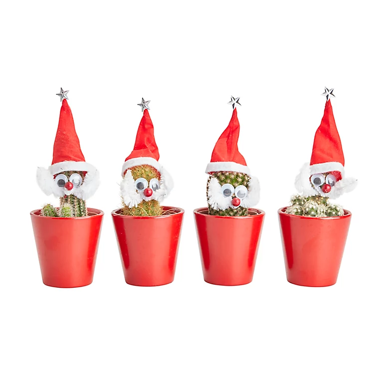 Castorama Cactus Avec Pot Noël 5,5 Cm 3 Castorama Cactus Avec Pot Noël 5,5 Cm