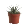 Castorama Cactus « Big Band » 10,5cm 2 Castorama Cactus « Big Band » 10,5cm -Terreau, gazon, traitement, végétal, semence Soldes Boutique cactus big band 10 5cm3663602463207 02c